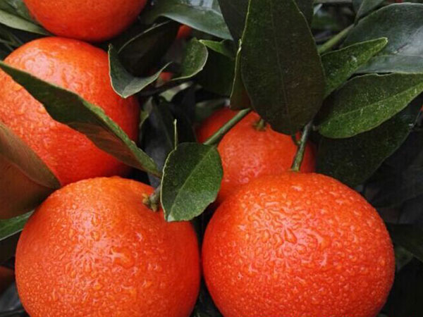 2017年柑橘九月份管理要點