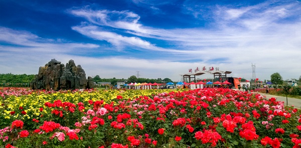 特大喜訊！距 湖南洞庭花海開園進(jìn)入倒計(jì)時(shí)階段了