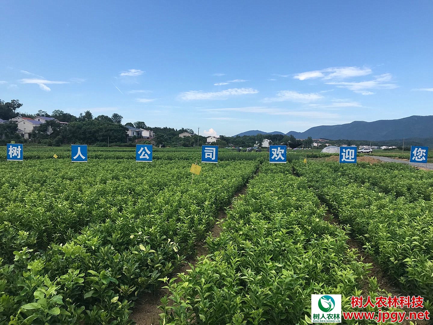 經(jīng)歷2018年市場寒冬洗禮，未來柑橘產(chǎn)業(yè)誰主沉浮？