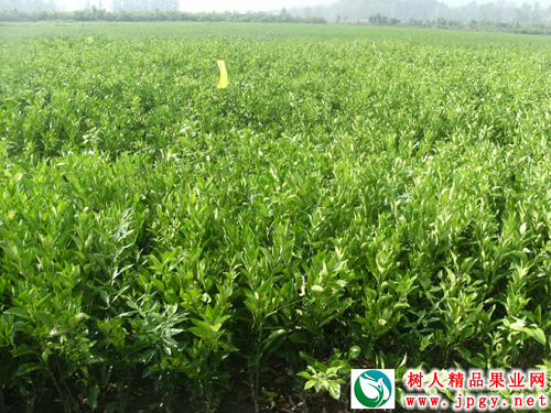 常德市樹人農業科技開發有限公司寬皮柑橘類重點推廣品種