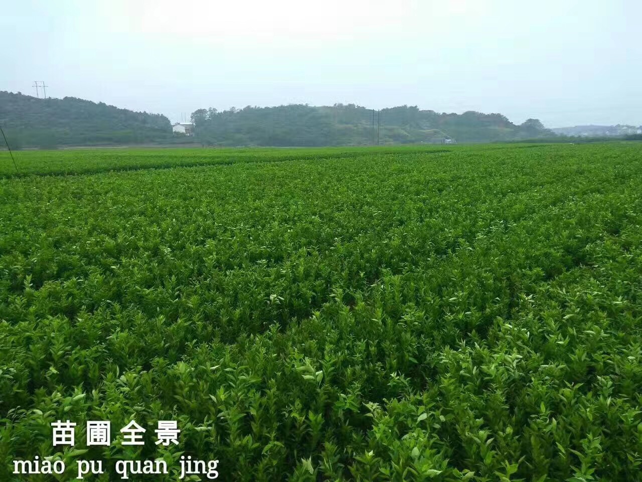 關于近期網絡惡意誹謗我公司的嚴正聲明