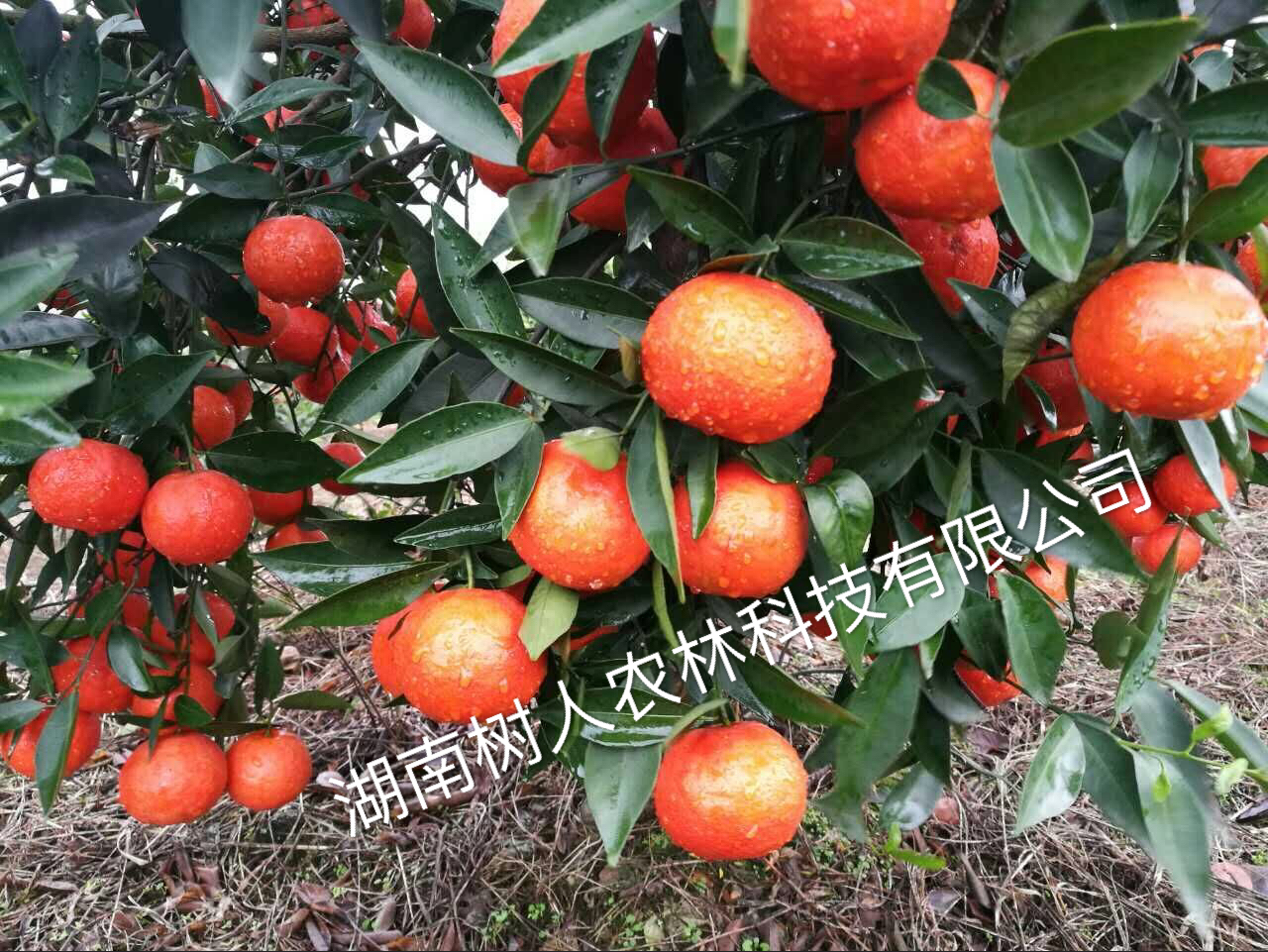 關于廣西永福縣韋昌裕偽造合同盜用我公司世紀紅名義擴散假苗、病毒苗的違法行徑的緊急聲明