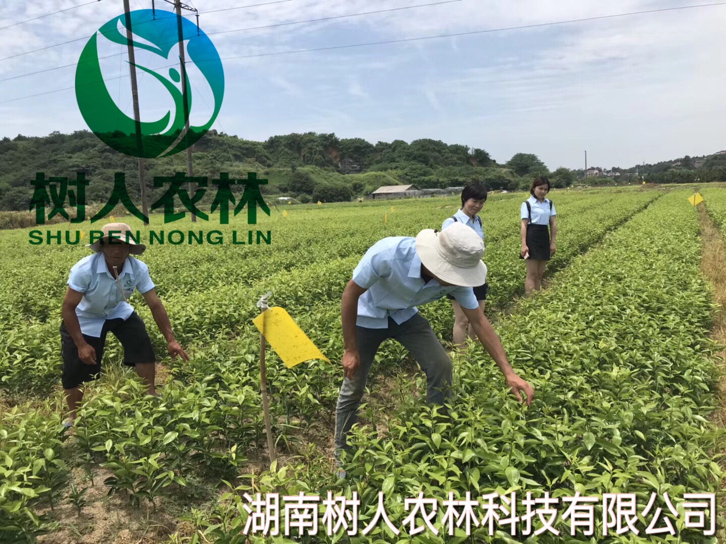 柑橘苗實拍-7月10日