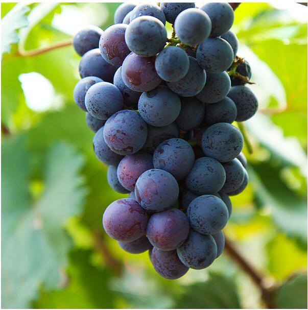 江西新余市分宜果業(yè)局葡萄基地介紹