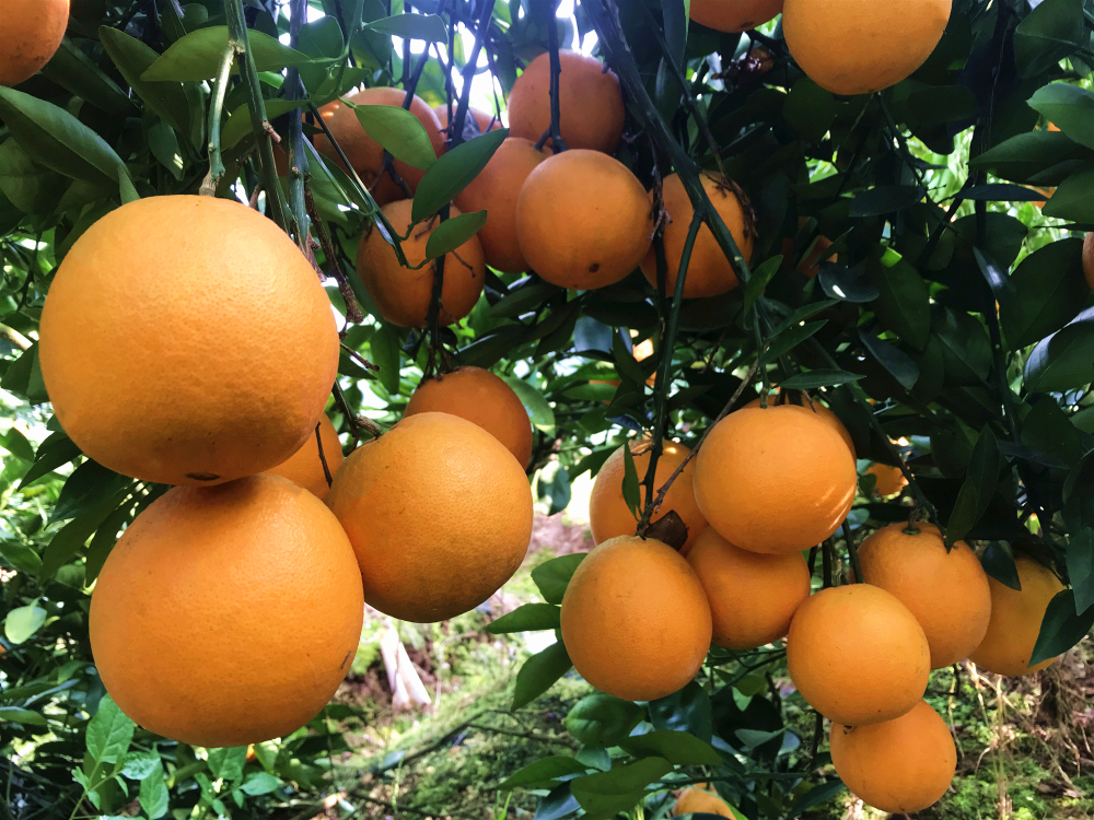 江西九江市藍(lán)海農(nóng)業(yè)開發(fā)有限公司