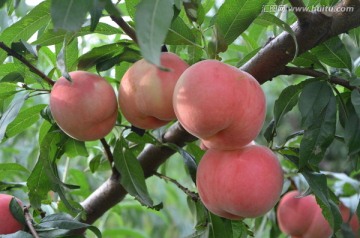 核桃主要害蟲的防治