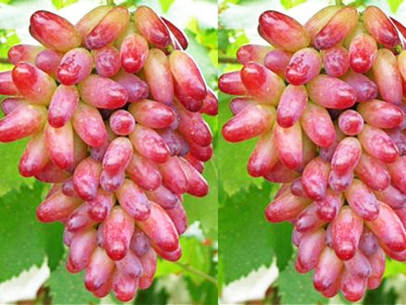 金手指葡萄栽培技術