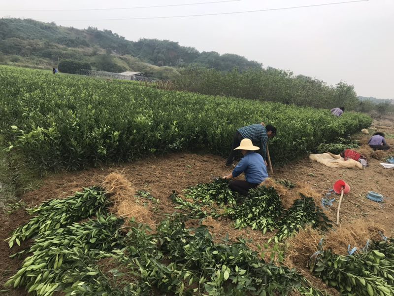 三大創新構建出我國科技服務農業生產新格局