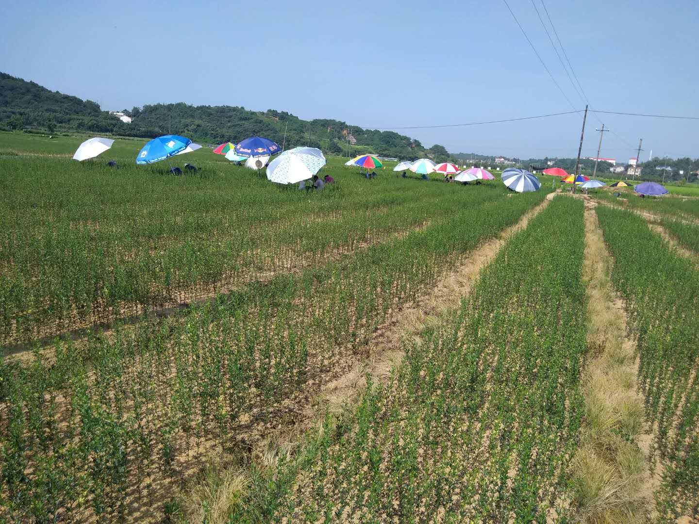 民間資本轉向農業，成為投資新趨勢