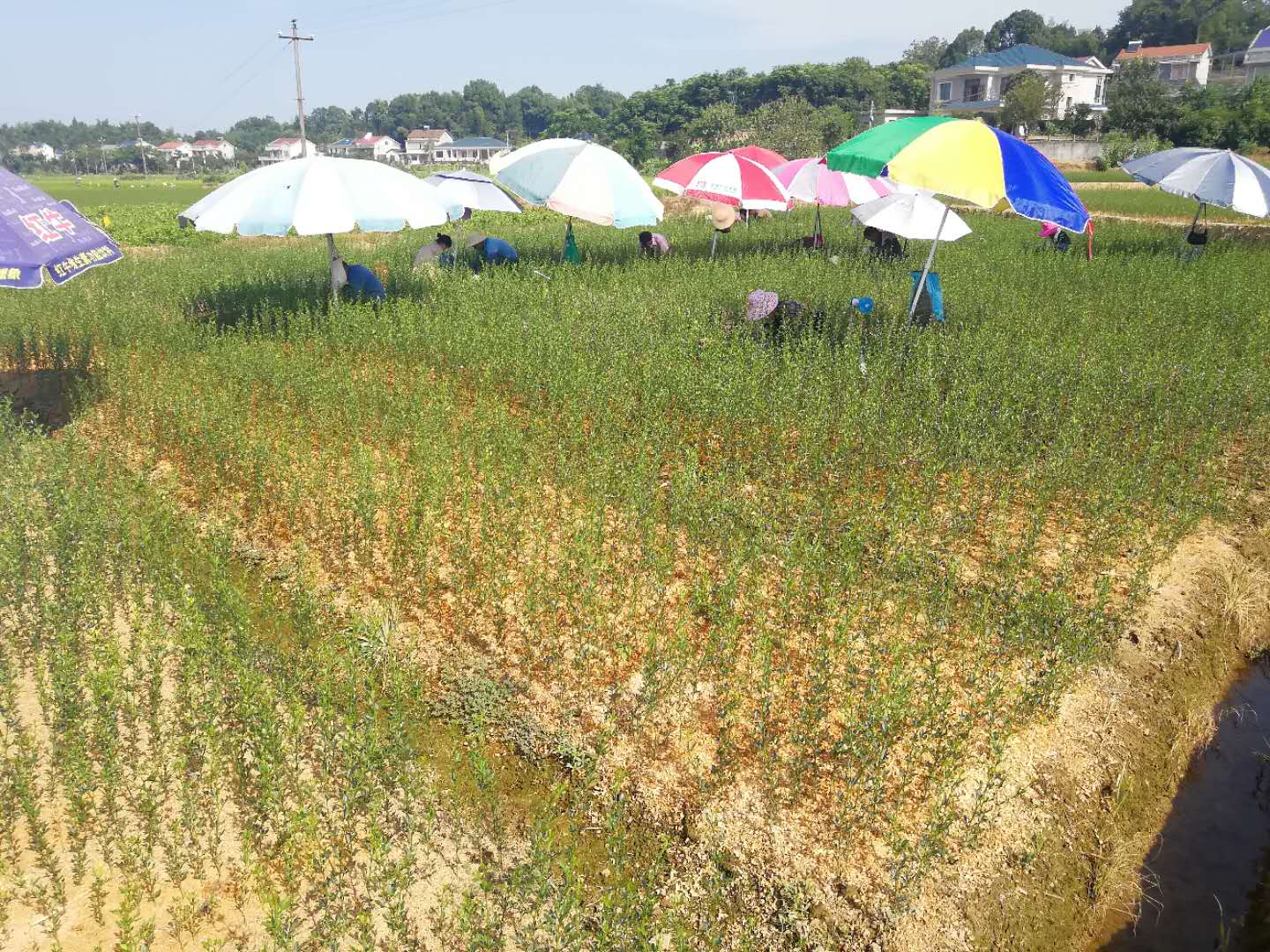 考生放棄本科讀?？?觀光農業專業悄然走紅