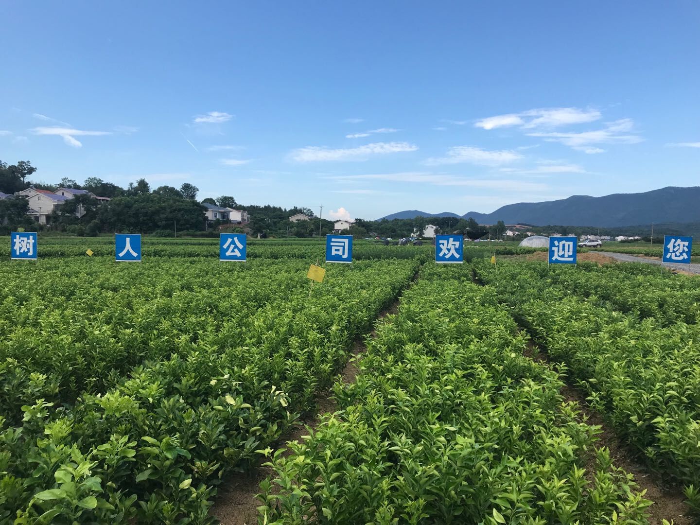 國內(nèi)綠化觀賞苗木行業(yè)的現(xiàn)狀分析