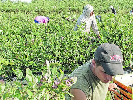 西班牙：阿斯圖里亞斯藍(lán)莓出口保持良好勢頭