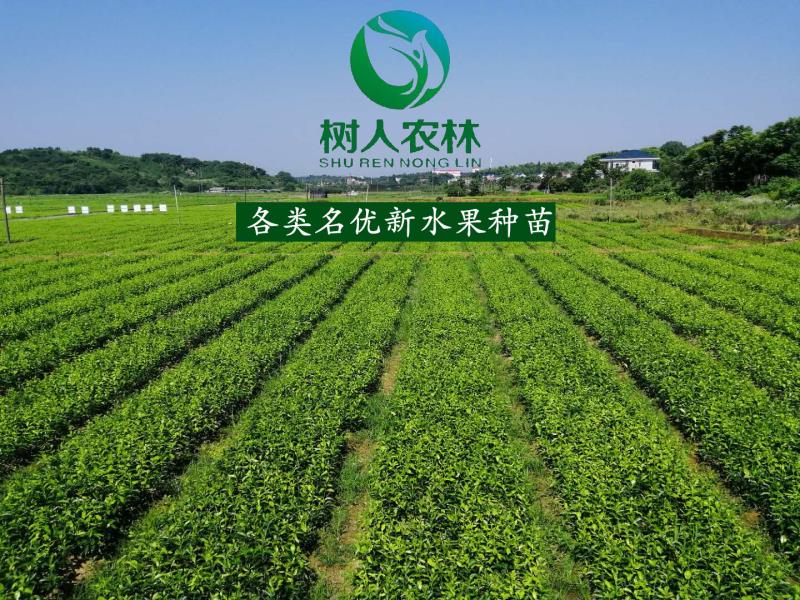 2019年秋樹人公司苗木訂購業(yè)務(wù)啟動(dòng)        千萬株優(yōu)質(zhì)苗木讓利惠農(nóng)