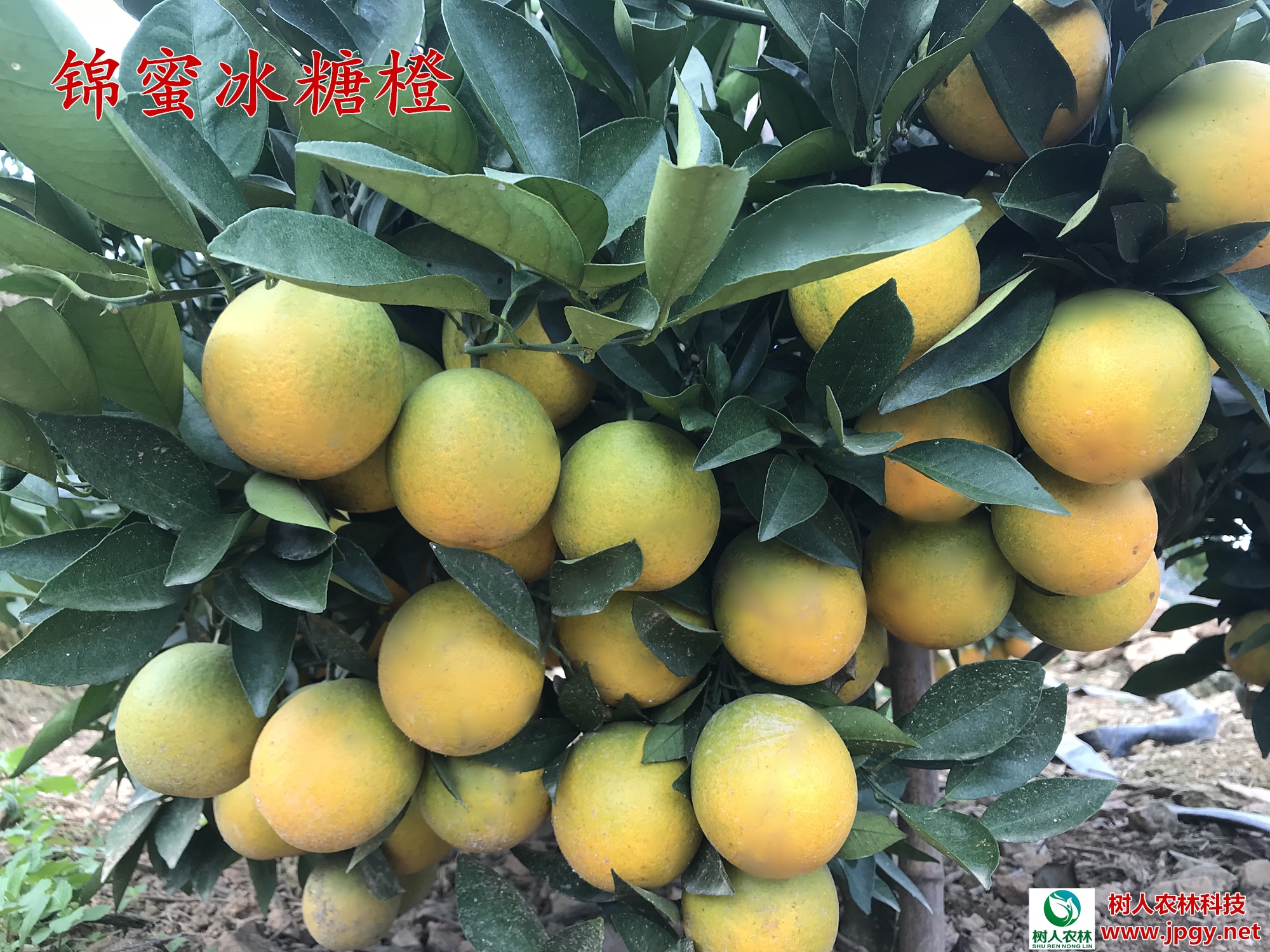 滿園碩果似錦，肉質甘甜如蜜