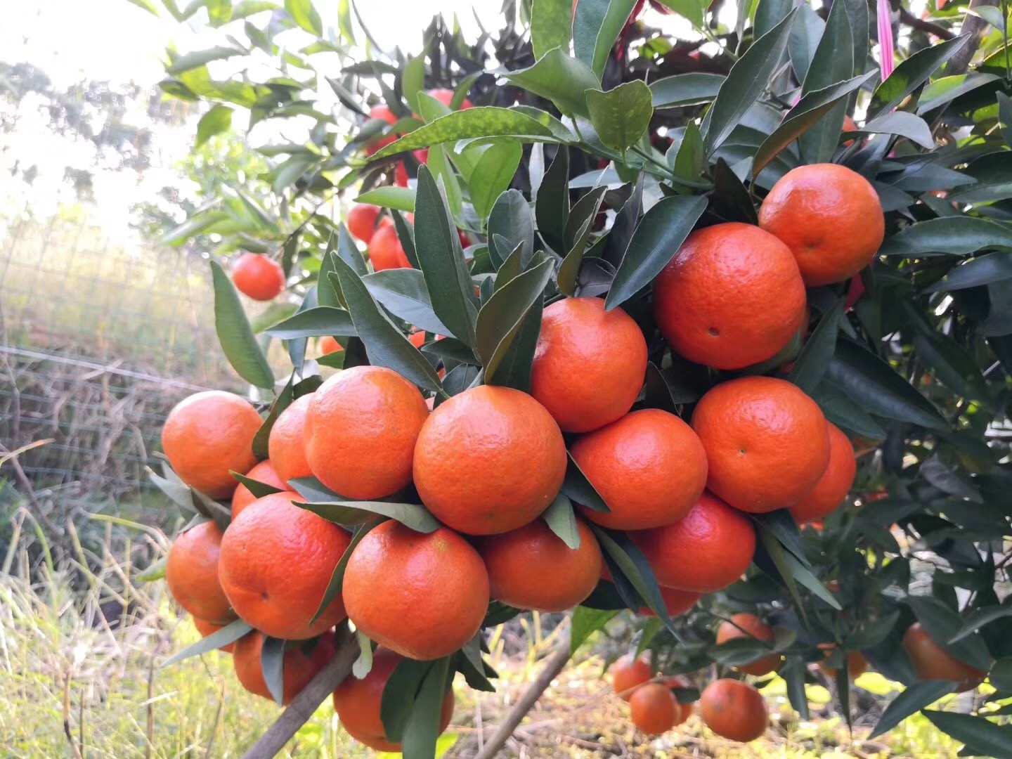 柑橘生理性病害該怎樣預(yù)防？