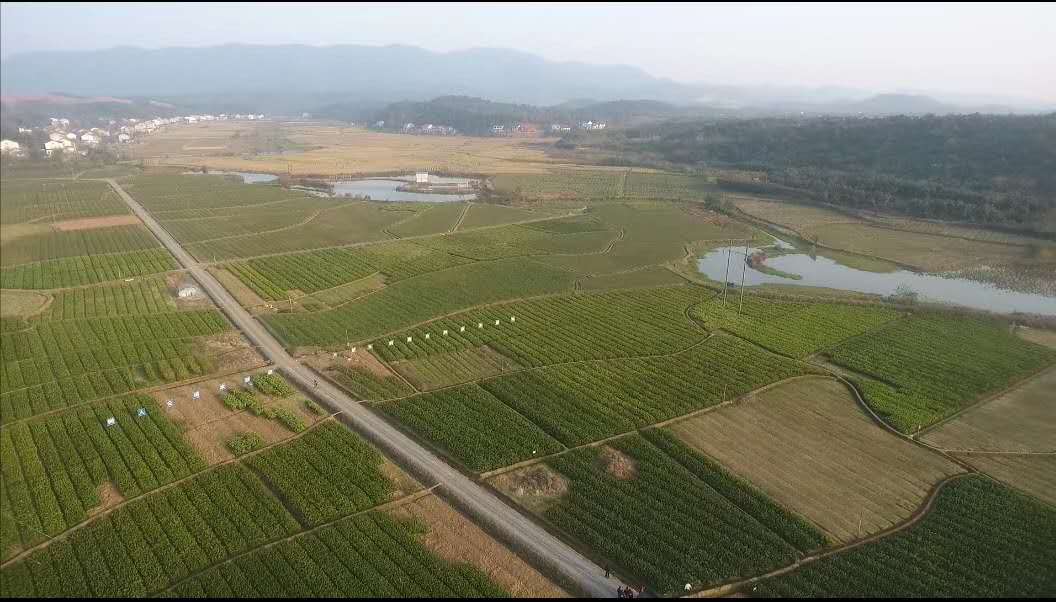 疫情下的植樹節(jié)：守護(hù)春天，種下希望