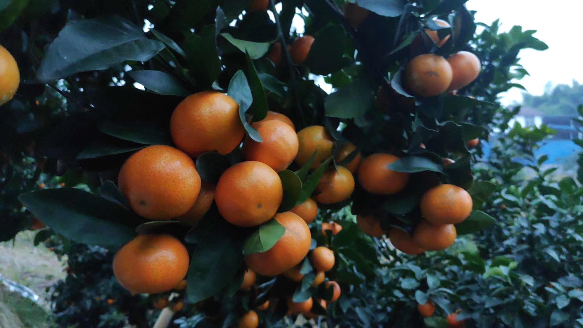 早熟無核砂糖桔四月管理要點