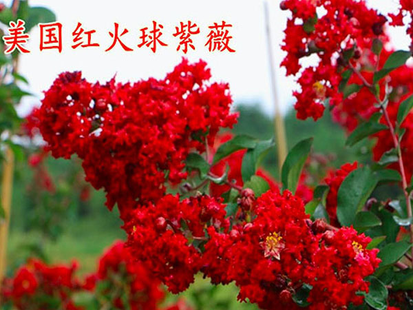 美國紅火球紫薇