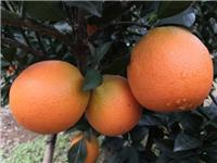園豐臍橙