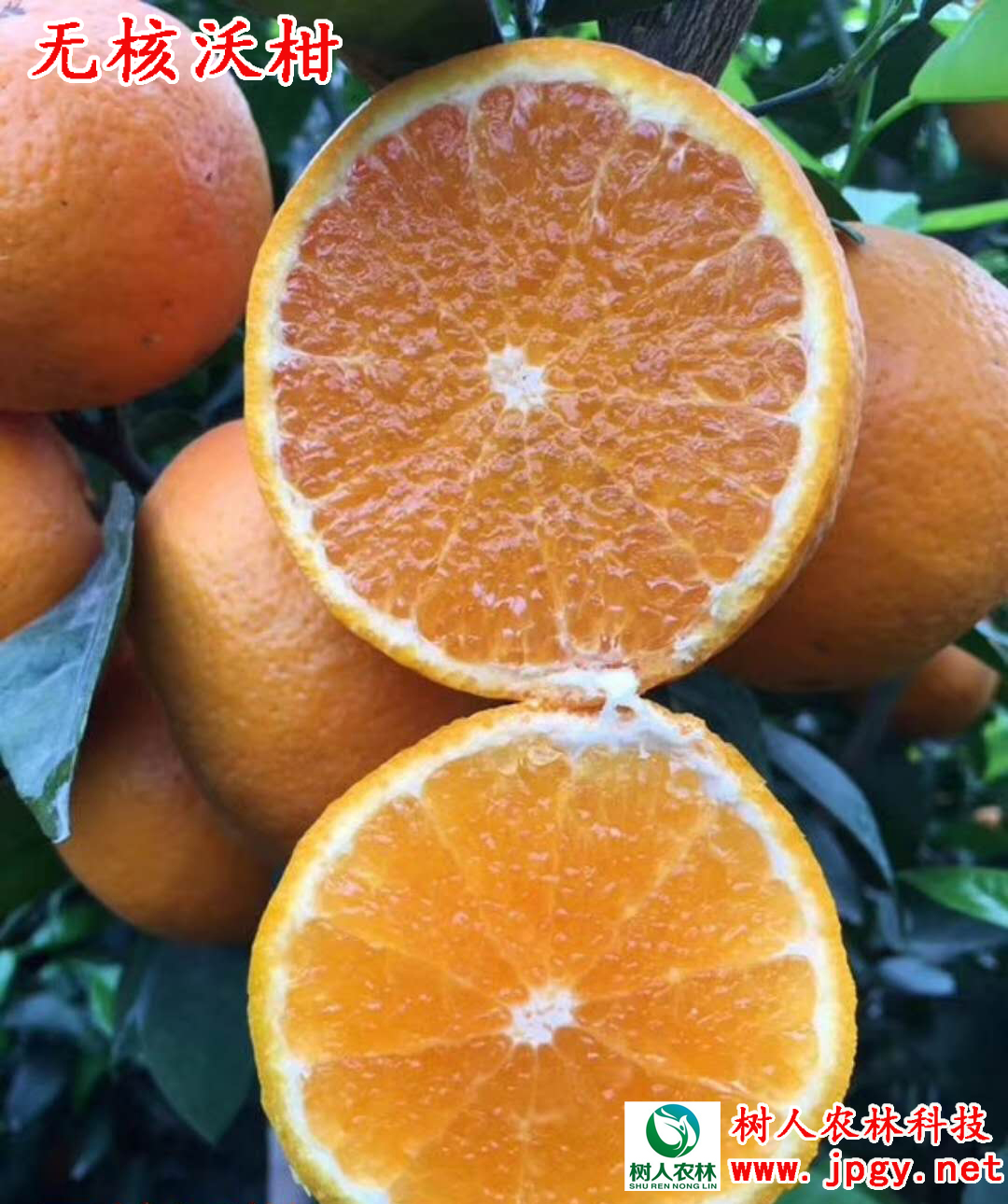 湖南樹人農林科技有限公司,湖南柑橘品種銷售,中國果樹網,常綠果樹類哪里好