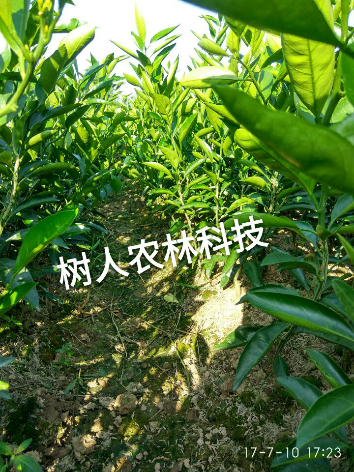 湖南樹人農林科技有限公司,湖南柑橘品種銷售,中國果樹網,常綠果樹類哪里好