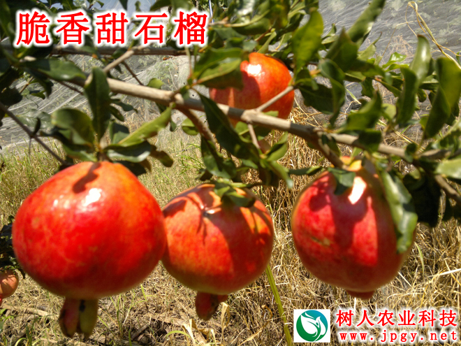 湖南樹人農林科技有限公司,湖南柑橘品種銷售,中國果樹網,常綠果樹類哪里好