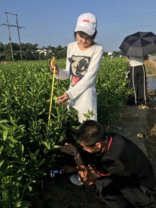 彩色油菜花的研究與開發推廣