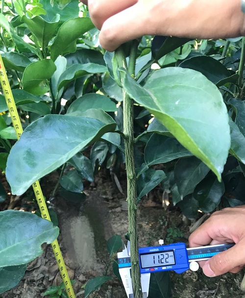 彩色油菜花的研究與開發推廣