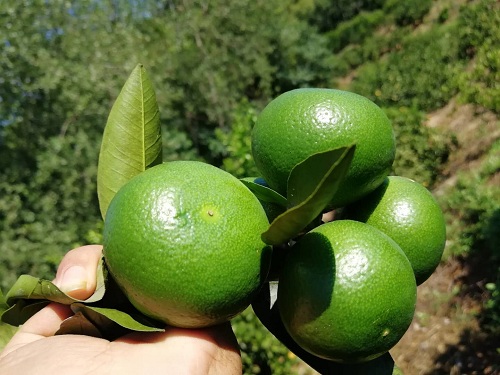 彩色油菜花的研究與開發推廣