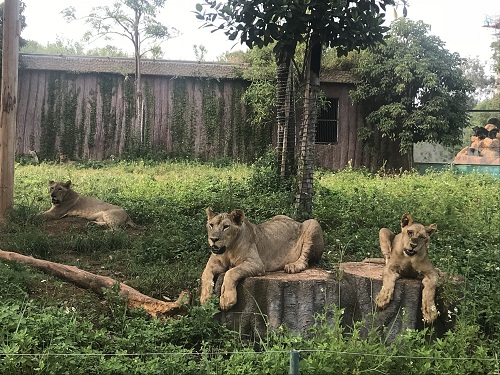彩色油菜花的研究與開(kāi)發(fā)推廣
