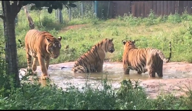 彩色油菜花的研究與開(kāi)發(fā)推廣