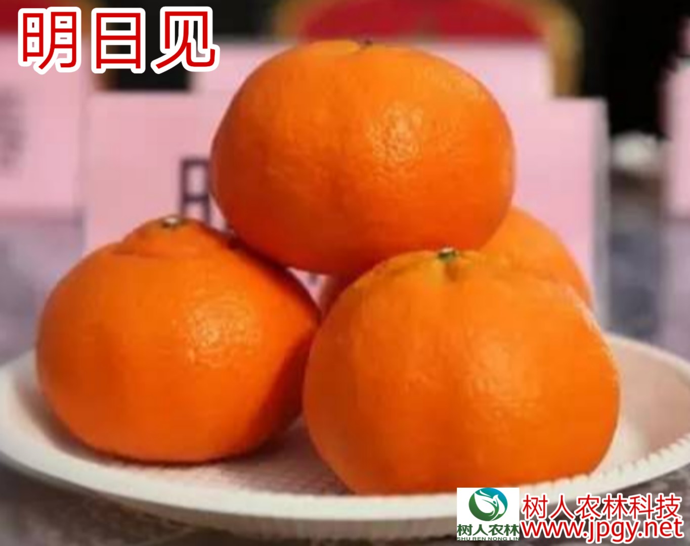 湖南樹人農林科技有限公司,湖南柑橘品種銷售,中國果樹網,常綠果樹類哪里好