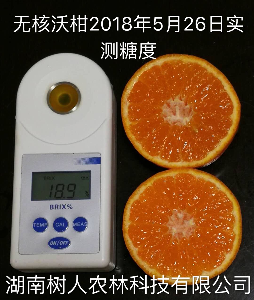 湖南樹人農林科技有限公司,湖南柑橘品種銷售,中國果樹網,常綠果樹類哪里好