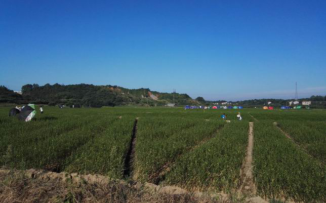 湖南樹人農(nóng)林科技有限公司,湖南柑橘品種銷售,中國(guó)果樹網(wǎng),常綠果樹類哪里好