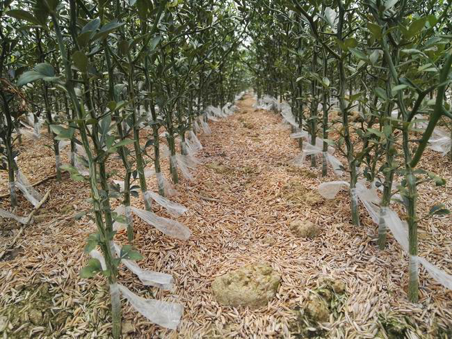 湖南樹人農(nóng)林科技有限公司,湖南柑橘品種銷售,中國(guó)果樹網(wǎng),常綠果樹類哪里好