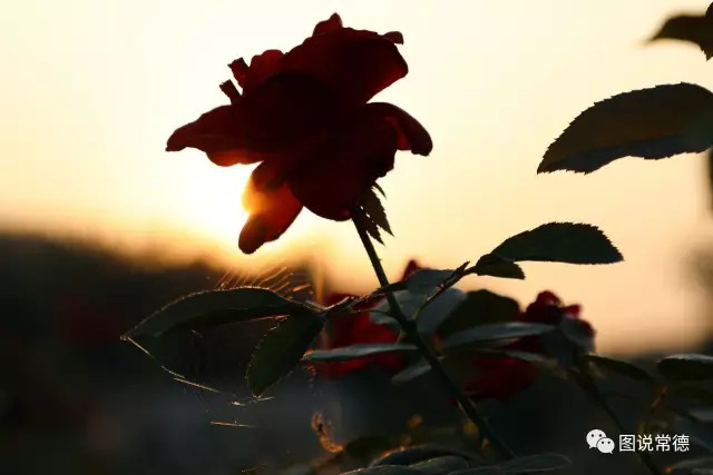 湖南樹人農(nóng)林科技有限公司,湖南柑橘品種銷售,中國果樹網(wǎng),常綠果樹類哪里好