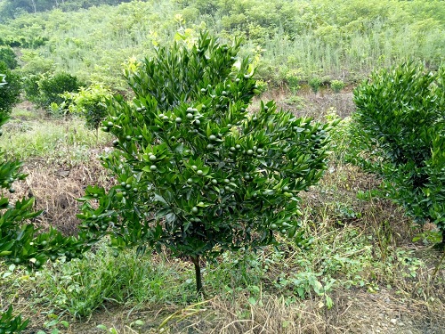 湖南樹人農林科技有限公司,湖南柑橘品種銷售,中國果樹網,常綠果樹類哪里好