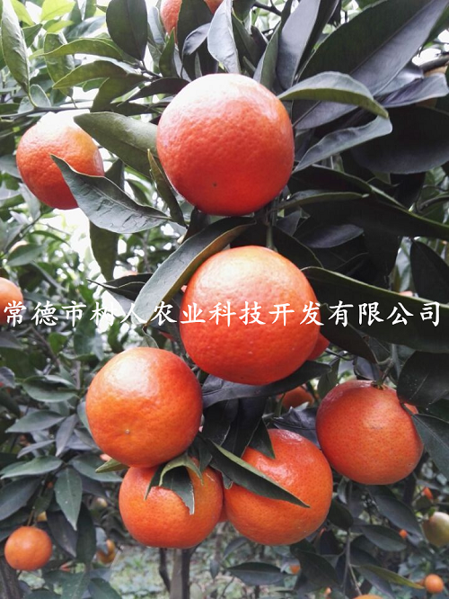 湖南樹人農林科技有限公司,湖南柑橘品種銷售,中國果樹網,常綠果樹類哪里好