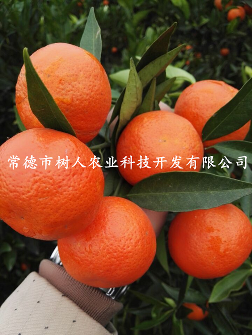 湖南樹人農林科技有限公司,湖南柑橘品種銷售,中國果樹網,常綠果樹類哪里好