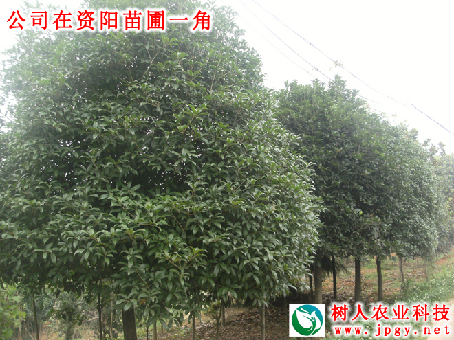 湖南樹人農林科技有限公司,湖南柑橘品種銷售,中國果樹網,常綠果樹類哪里好