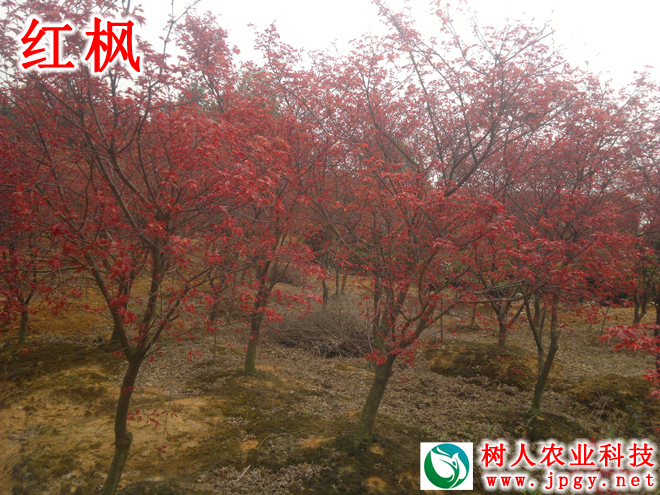 湖南樹人農林科技有限公司,湖南柑橘品種銷售,中國果樹網,常綠果樹類哪里好