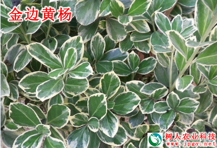 湖南樹人農(nóng)林科技有限公司,湖南柑橘品種銷售,中國(guó)果樹網(wǎng),常綠果樹類哪里好