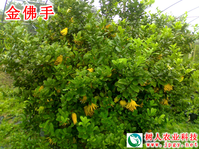 湖南樹人農(nóng)林科技有限公司,湖南柑橘品種銷售,中國果樹網(wǎng),常綠果樹類哪里好