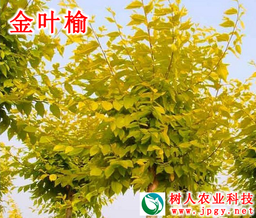 湖南樹人農林科技有限公司,湖南柑橘品種銷售,中國果樹網,常綠果樹類哪里好