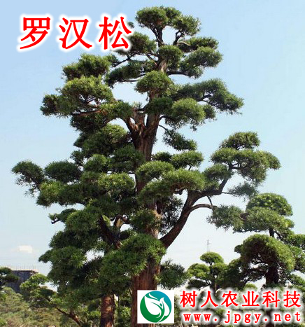 湖南樹人農林科技有限公司,湖南柑橘品種銷售,中國果樹網,常綠果樹類哪里好