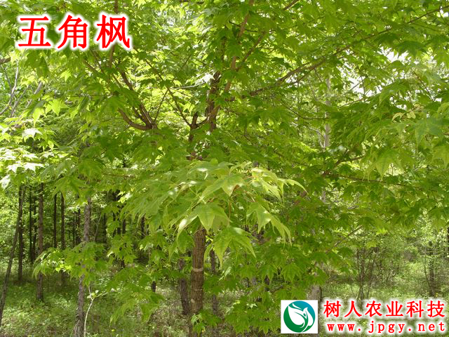 湖南樹人農(nóng)林科技有限公司,湖南柑橘品種銷售,中國果樹網(wǎng),常綠果樹類哪里好