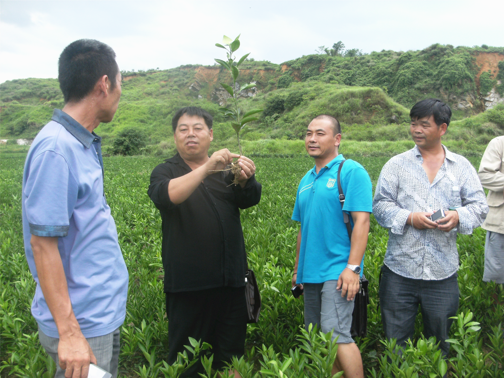 湖南樹人農(nóng)林科技有限公司,湖南柑橘品種銷售,中國果樹網(wǎng),常綠果樹類哪里好