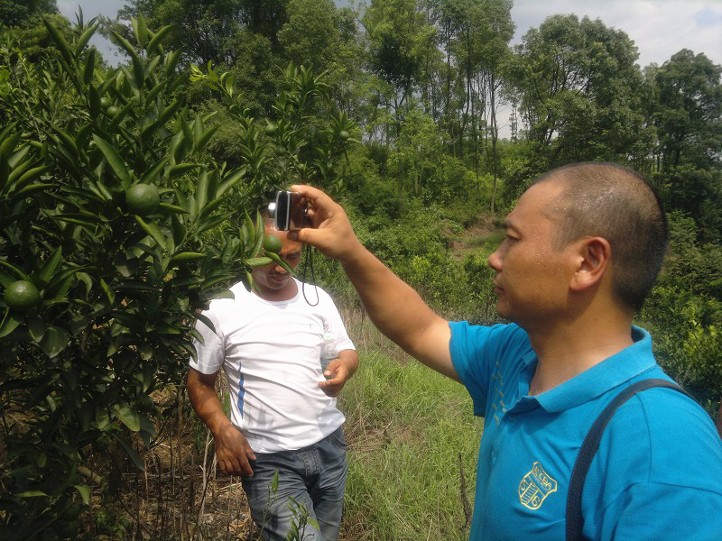 湖南樹人農(nóng)林科技有限公司,湖南柑橘品種銷售,中國果樹網(wǎng),常綠果樹類哪里好