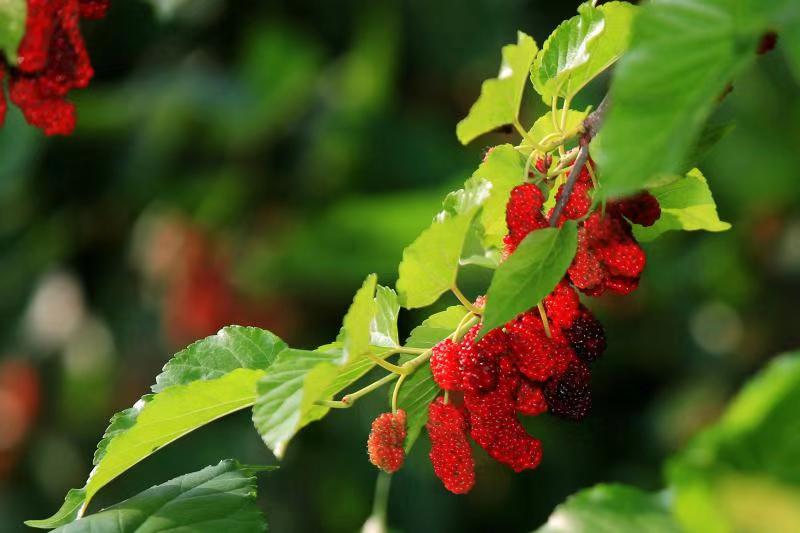 湖南樹人農林科技有限公司,湖南柑橘品種銷售,中國果樹網,常綠果樹類哪里好