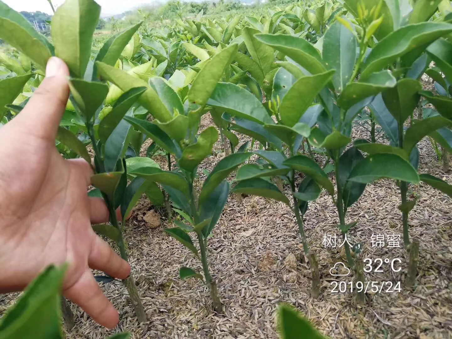 湖南樹人農林科技有限公司,湖南柑橘品種銷售,中國果樹網,常綠果樹類哪里好